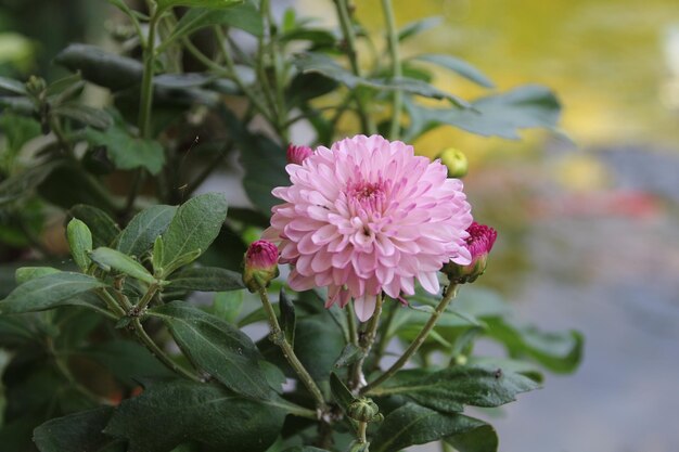 Photo chrysanthème de couleur pourpre