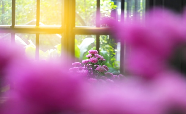 Chrysanthème dans un café