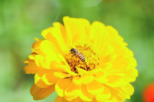 Chrysanthème dans le jardin.