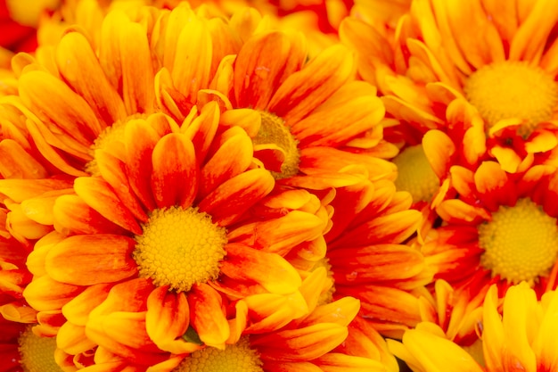 Chrysanthème (Dendranthemum grandifflora) dans le jardin