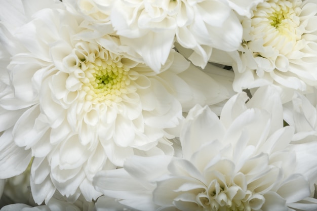 Chrysanthème fleur blanche