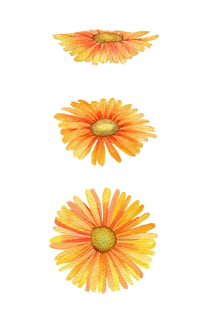 Chrysanthème de fleur de camomille jaune sous différents angles Clipart aquarelle illustration d'art dessinée à la main pour cartes textiles faits à la main imprime menus affiche