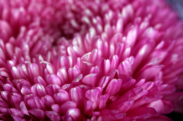 Chrysanthème fleur pourpre