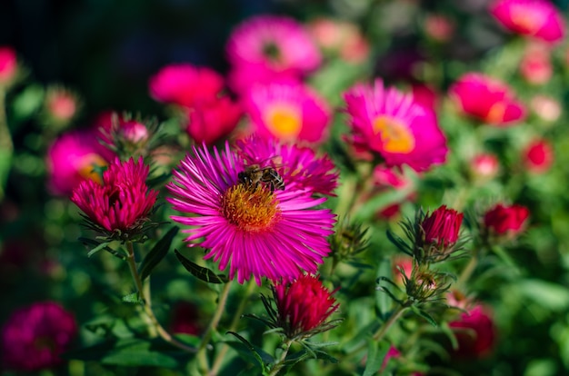 Chrysanthème. Fleurs d'automne