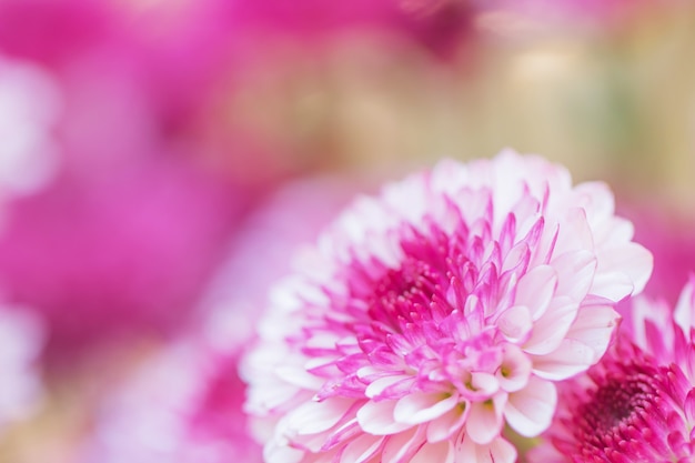 Chrysanthème de fleurs colorées fait avec dégradé pour le fond