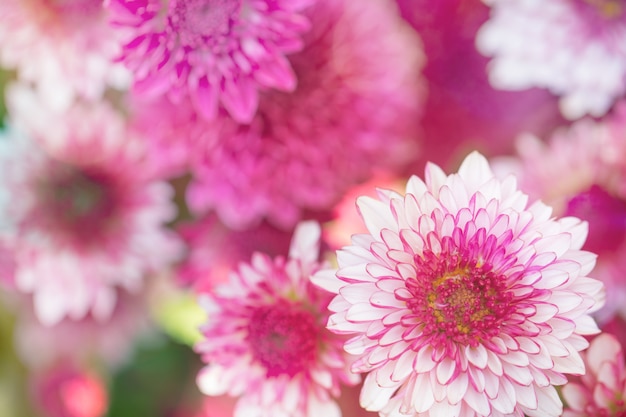 Chrysanthème de fleurs colorées fait avec dégradé pour le fond