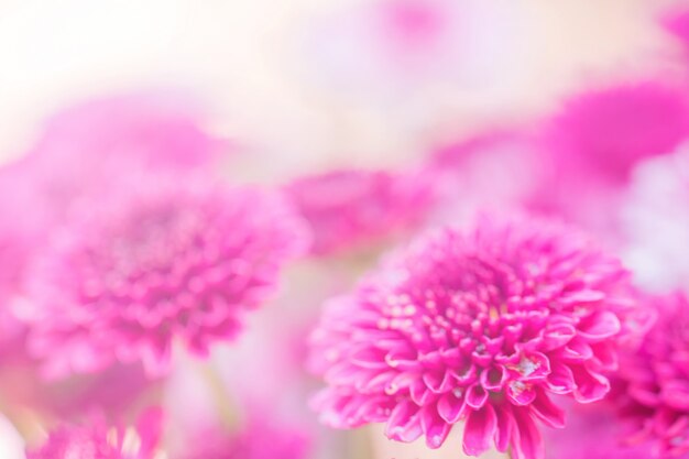 Chrysanthème de fleurs colorées fait avec dégradé pour le fond