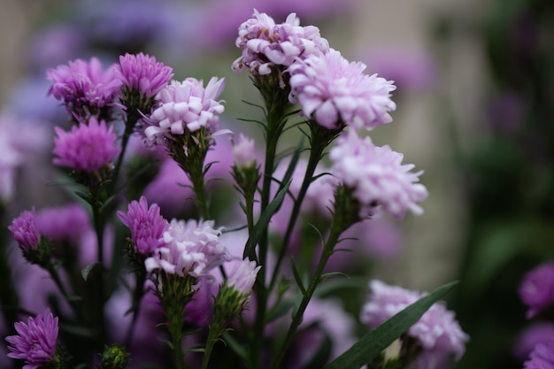 Chrysanthème de fleurs colorées fait avec dégradé pour le fond