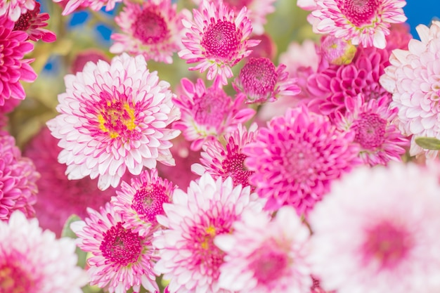 Chrysanthème de fleurs colorées faite avec dégradé pour le fond, résumé, texture