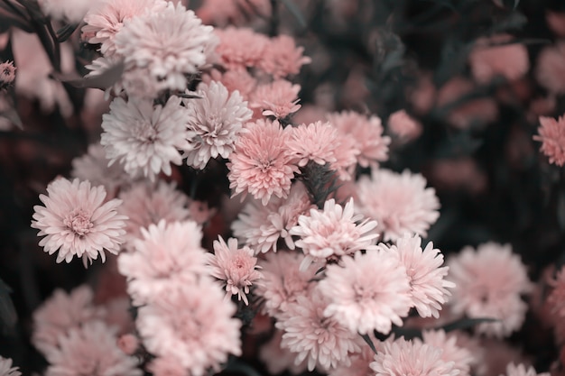 Chrysanthème de fleurs colorées pour le fond