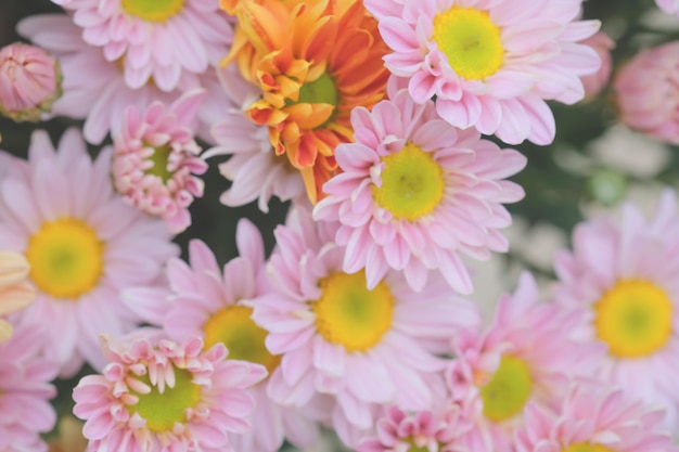 Chrysanthème de fleurs colorées pour le fond