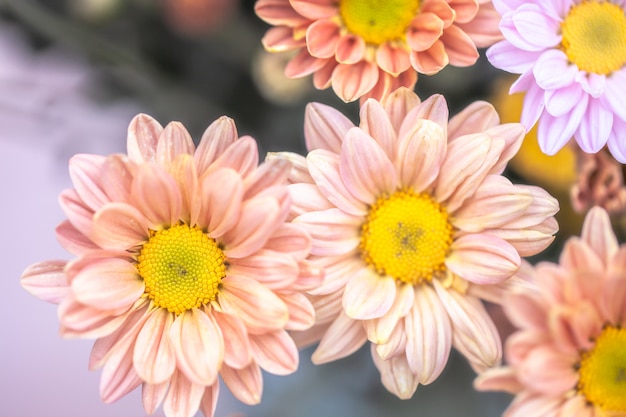 Chrysanthème de fleurs colorées pour le fond