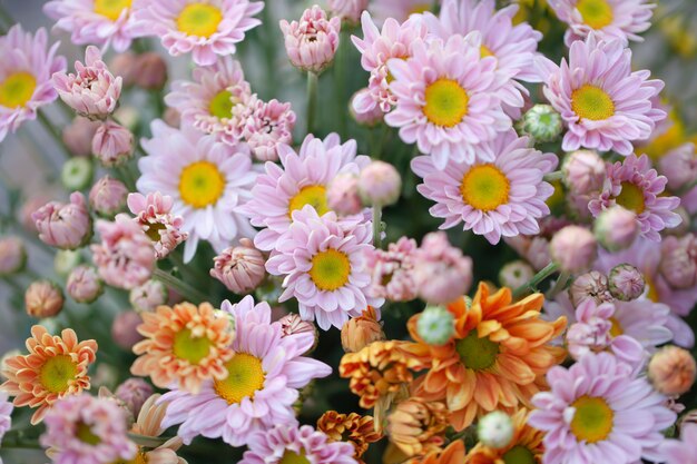 Chrysanthème de fleurs colorées pour le fond