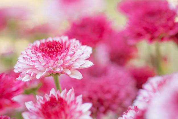 Chrysanthème de fleurs colorées