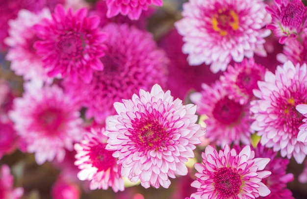 Chrysanthème de fleurs colorées