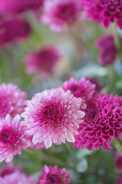 chrysanthème de fleurs pour le fond