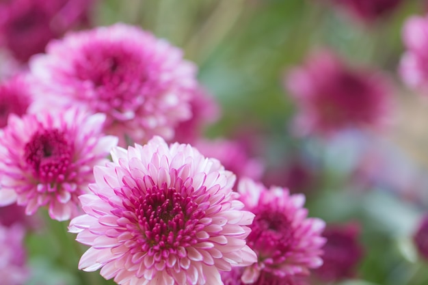 chrysanthème de fleurs pour le fond