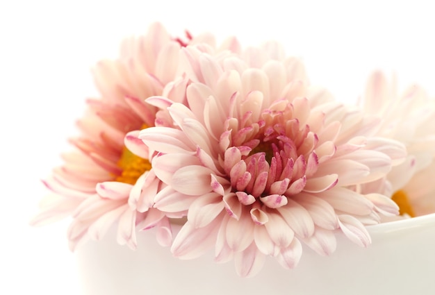 Chrysanthème sur fond blanc