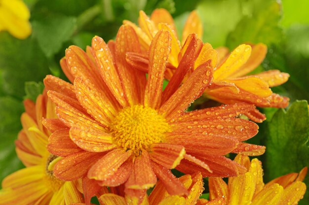 Chrysanthème humide orange avec image macro de feuilles vertes, fond floral