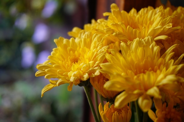 chrysanthème jaune bouchent les fleurs près de la fenêtre sur fond flou