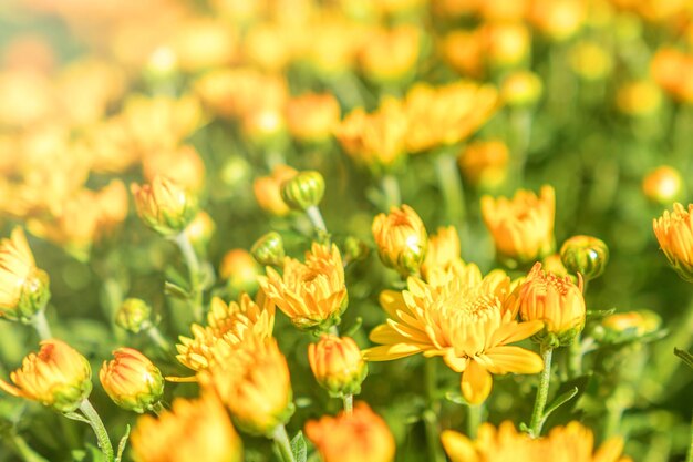 Chrysanthème jaune en fleurs dans le jardin d'automne, arrière-plan avec des chrysanthèmes en fleurs.