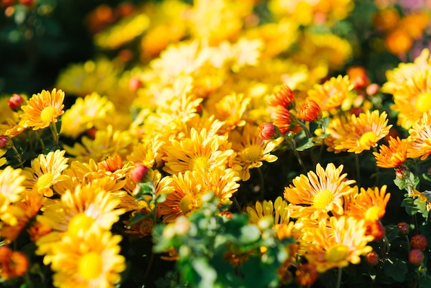 Chrysanthème jaune en fleurs dans le jardin