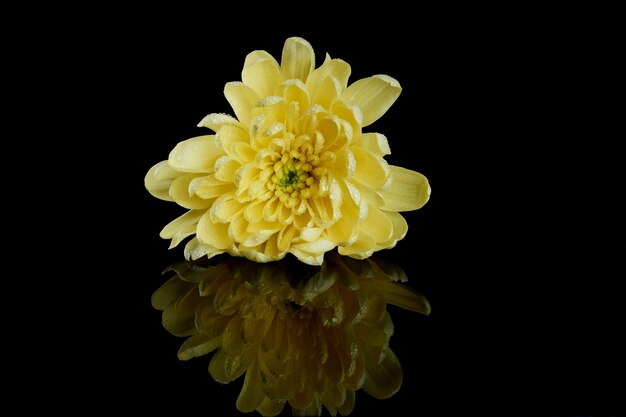 Un chrysanthème jaune sur fond noir