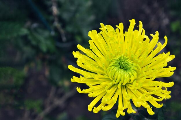 Chrysanthème jaune sur fond sombre Fleur lumineuse