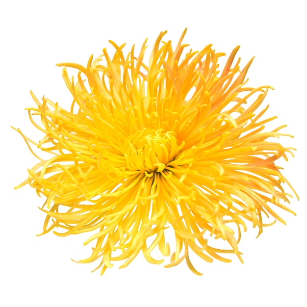 Chrysanthème jaune isolé sur fond blanc. Fleur d'aiguille aux pétales fins. Motif floral, objet. Mise à plat, vue de dessus