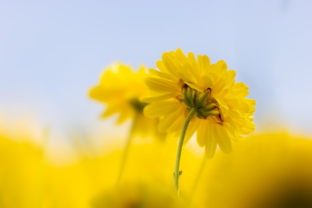 Chrysanthème jaune lisse CloseUp dans le fond de ciel bleu et la lumière du soleil.