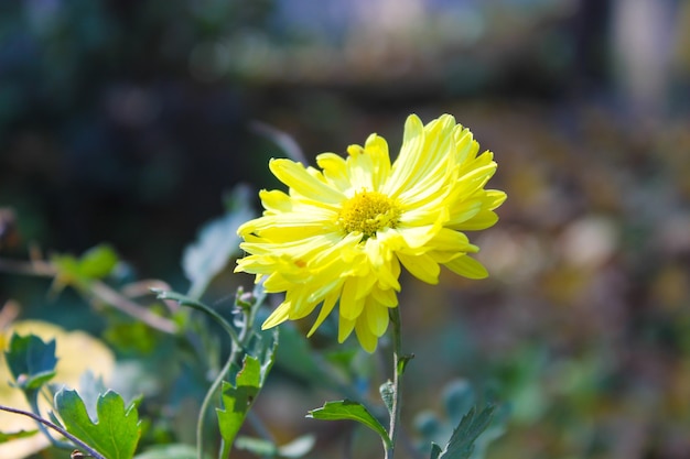 Chrysanthème jaune