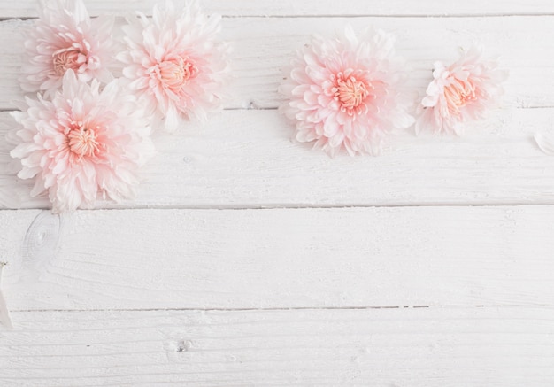 Chrysanthème sur mur en bois blanc