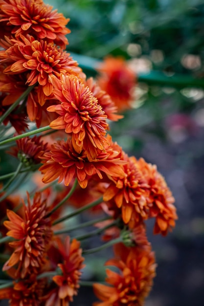 Photo chrysanthème orange dans le jardin d'automne en octobre