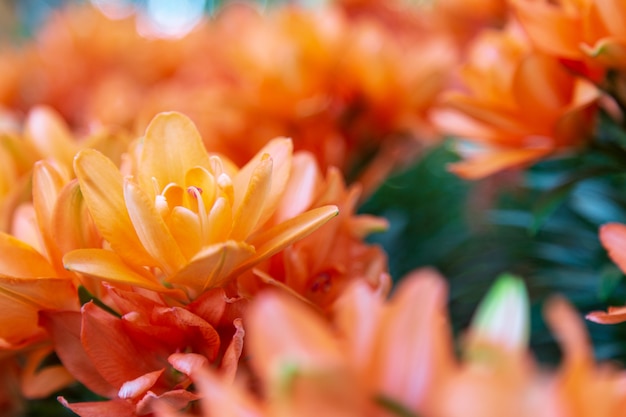 Chrysanthème orange dans le jardin