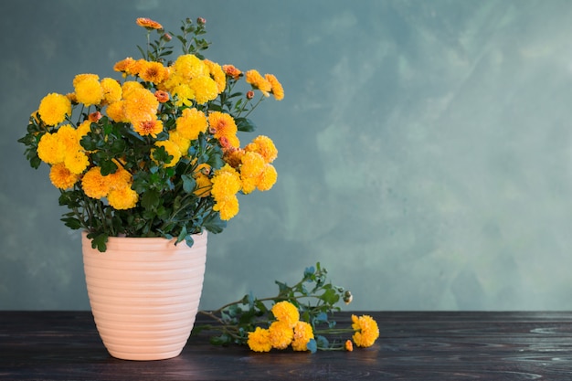 Chrysanthème en pot sur mur vert