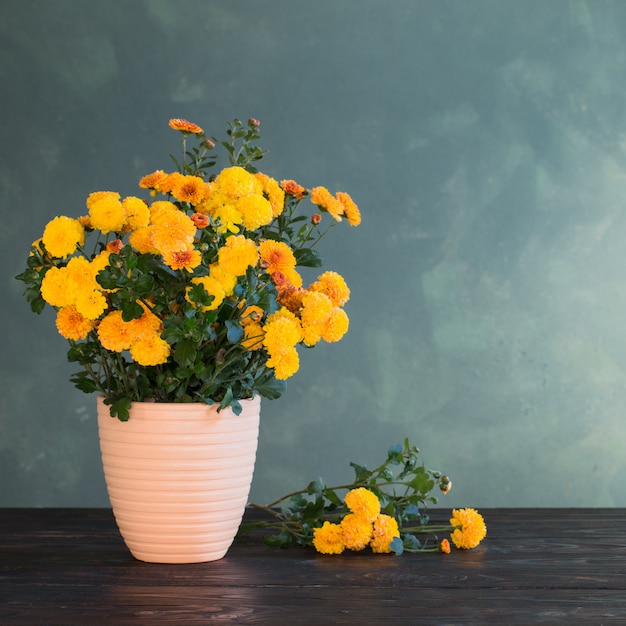 Chrysanthème en pot