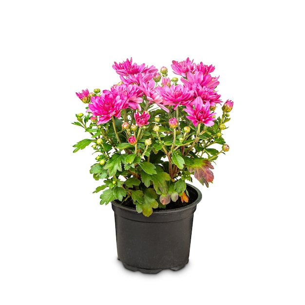 Chrysanthème en pot