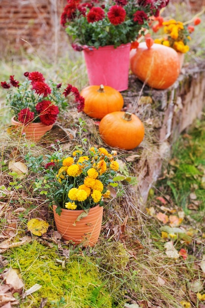 Chrysanthème en pots de fleurs et citrouilles orange dans les jardins d'automne près du vieux mur de briques