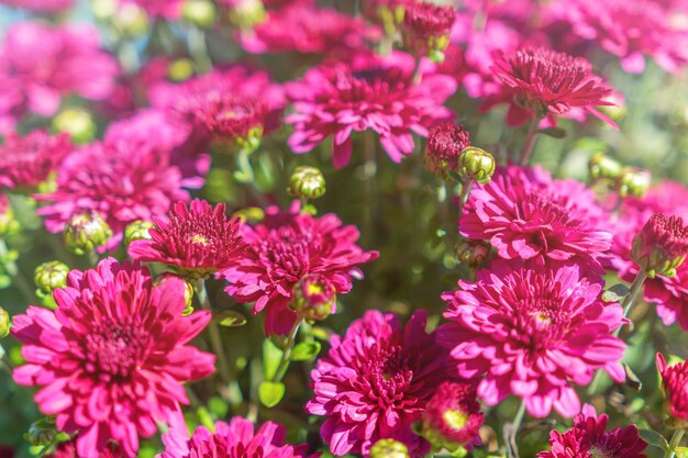 Chrysanthème rose en fleurs dans le jardin d'automne, fond avec chrysanthème en fleurs.