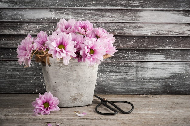 Chrysanthème rose en pot de béton avec des ciseaux