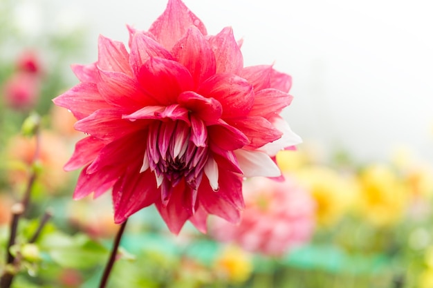 Chrysanthème en rose