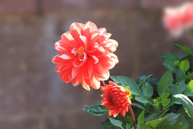 Chrysanthème rouge sur un fond isolé d'eorinevom