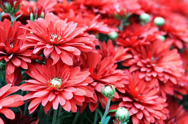 chrysanthème rouge