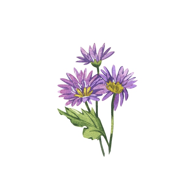 Chrysanthème violet isolé sur fond blanc main aquarelle dessin croquis botanique illustratio