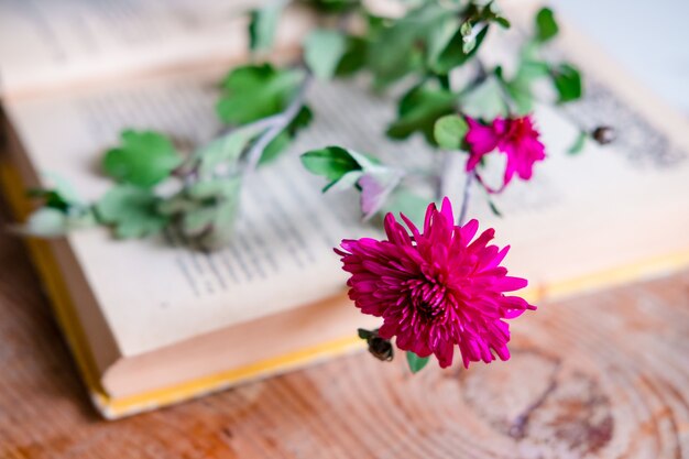 Chrysanthème violet sur un livre, sur une table en bois. Esthétique avec des fleurs et un livre. Belle fleur sur une table en bois.