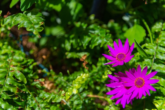 Chrysanthème violet rose sur fond vert dans le jardin