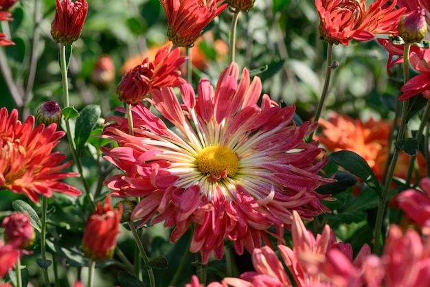 Chrysanthème