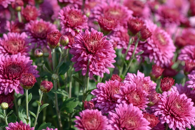 Chrysanthème