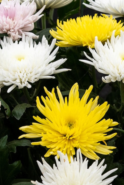 chrysanthème