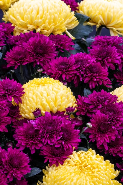 Chrysanthème